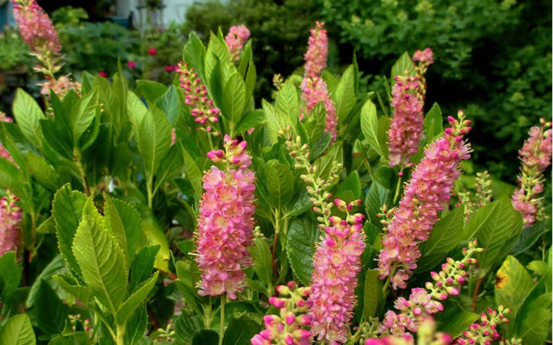  Ruby Spice Summersweet (Clethra) - 3 Gallon Pot