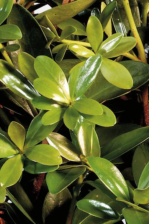  Bigfoot Cleyera Japonica - 3 Gallon Pot