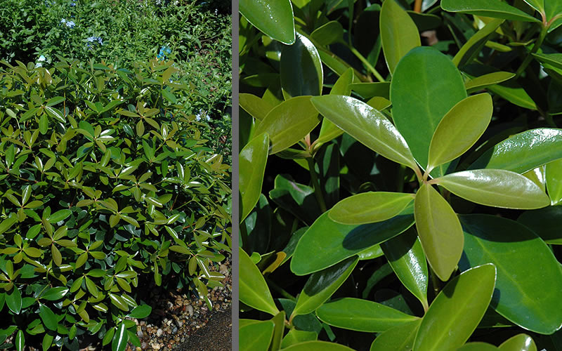  Bigfoot Cleyera Japonica - 3 Gallon Pot