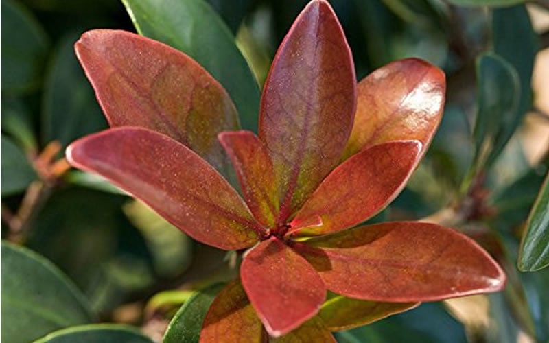  Bronze Beauty Cleyera - 3 Gallon Pot