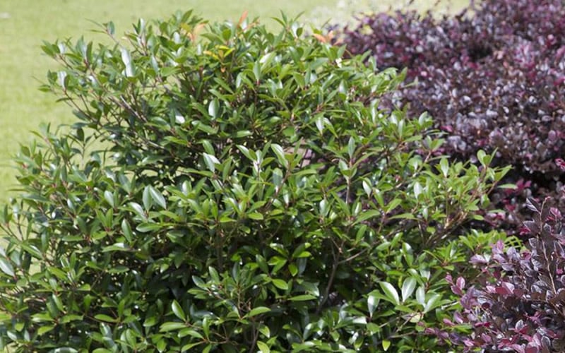  Bronze Beauty Cleyera - 3 Gallon Pot