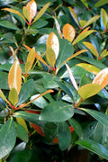  Japanese Cleyera (Ternstroemia Gymnanthera) - 1 Gallon Pot