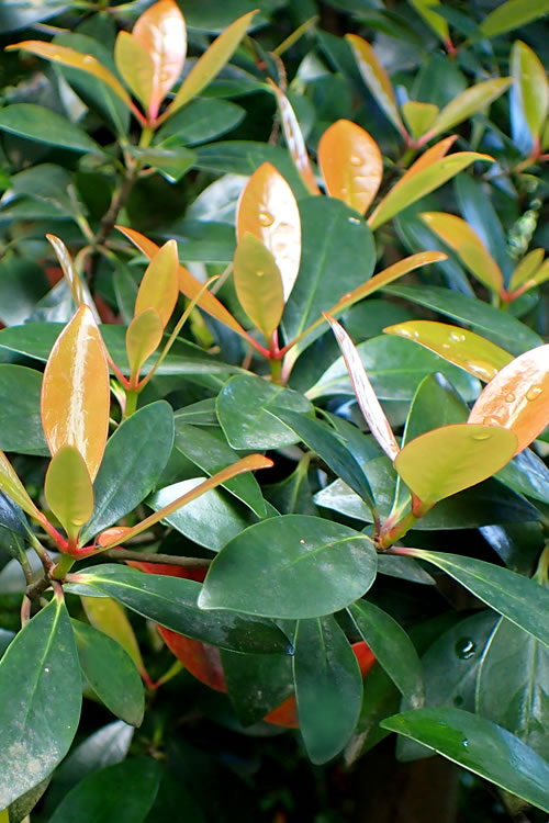  Japanese Cleyera (Ternstroemia Gymnanthera) - 1 Gallon Pot