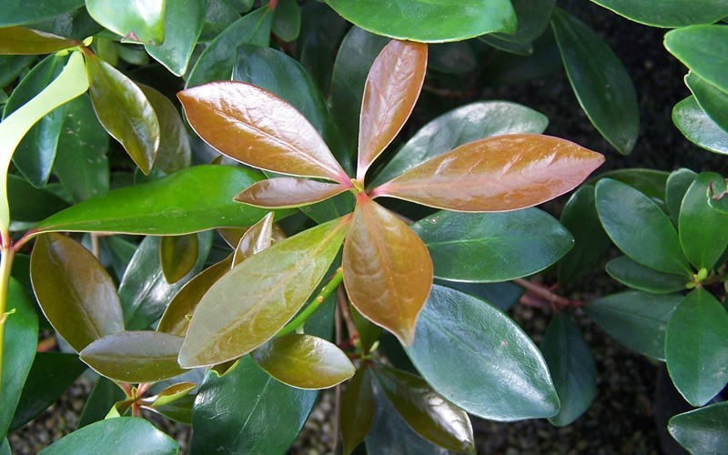  Japanese Cleyera (Ternstroemia Gymnanthera) - 3 Gallon Pot