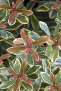  Juliet Cleyera Japonica - 2 Gallon Pot