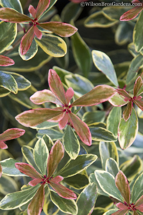  Juliet Cleyera Japonica - 2 Gallon Pot