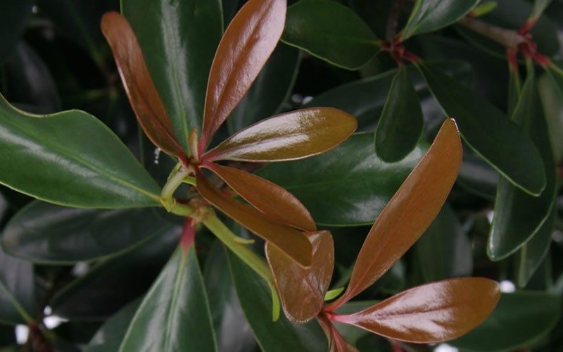  LeAnn Cleyera Japonica - 3 Gallon Pot