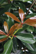  LeAnn Cleyera Japonica - 3 Gallon Pot