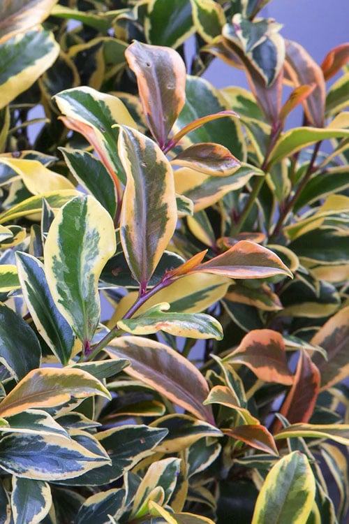  Romeo Variegated Cleyera Japonica - 2 Gallon Pot