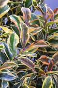  Romeo Variegated Cleyera Japonica - 2 Gallon Pot