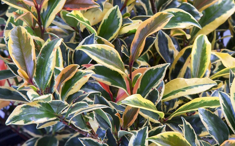  Romeo Variegated Cleyera Japonica - 2 Gallon Pot