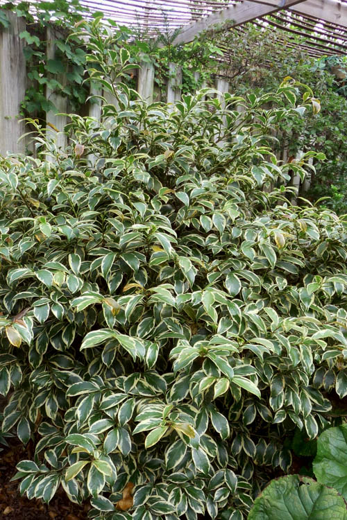  Romeo Variegated Cleyera Japonica - 2 Gallon Pot