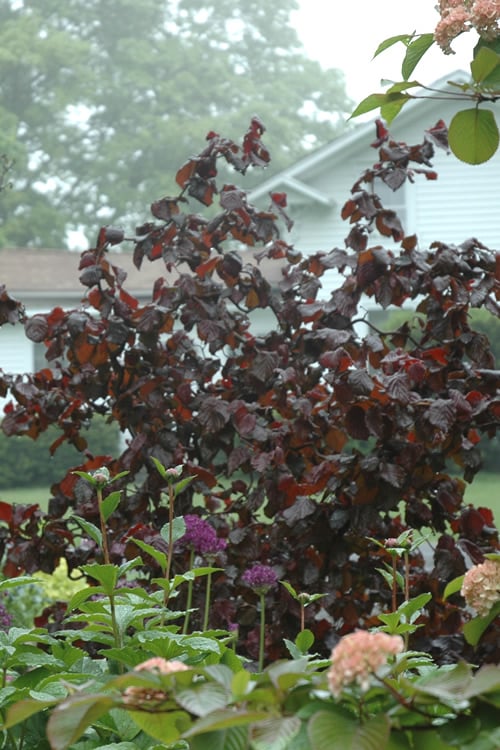  Red Dragon Contorted Filbert - Corylus Avellena - 5 Gallon Pot