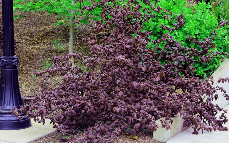  Red Dragon Contorted Filbert - Corylus Avellena - 1 Gallon Pot