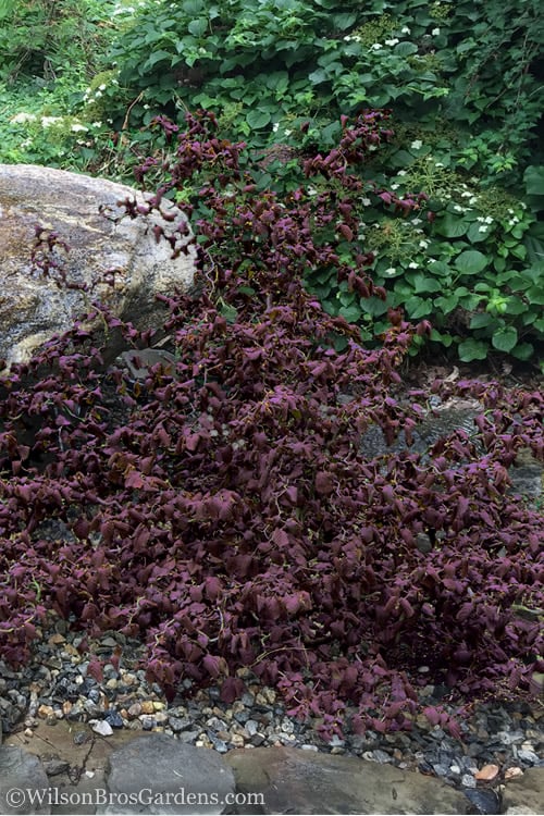  Red Dragon Contorted Filbert - Corylus Avellena - 5 Gallon Pot