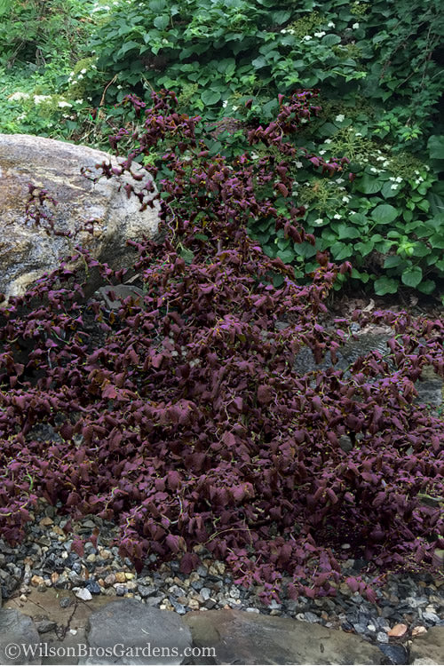  Red Dragon Contorted Filbert - Corylus Avellena - 1 Gallon Pot