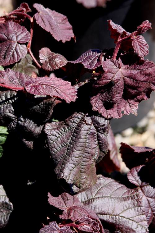  Red Dragon Contorted Filbert - Corylus Avellena - 1 Gallon Pot