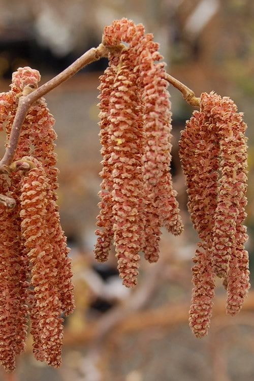  Red Dragon Contorted Filbert - Corylus Avellena - 1 Gallon Pot