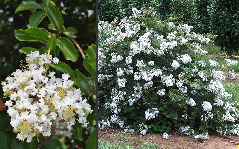  Acoma Weeping White Crape Myrtle - 3 Gallon Pot