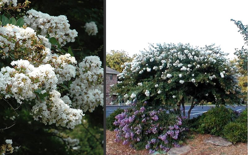  Acoma Weeping White Crape Myrtle - 3 Gallon Pot