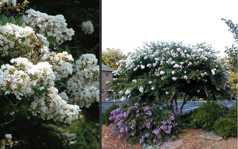  Acoma Weeping White Crape Myrtle - 7 Gallon Pot (5-6')