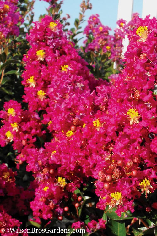  Berry Dazzle Dwarf Crape Myrtle - 1 Gallon Pot