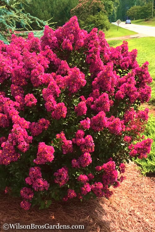  Berry Dazzle Dwarf Crape Myrtle - 1 Gallon Pot