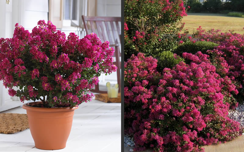  Berry Dazzle Dwarf Crape Myrtle - 3 Gallon Pot