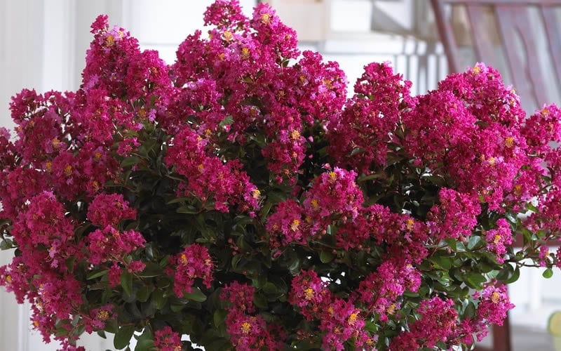  Berry Dazzle Dwarf Crape Myrtle (Single-Trunk Topiary) - 7 Gallon Pot 