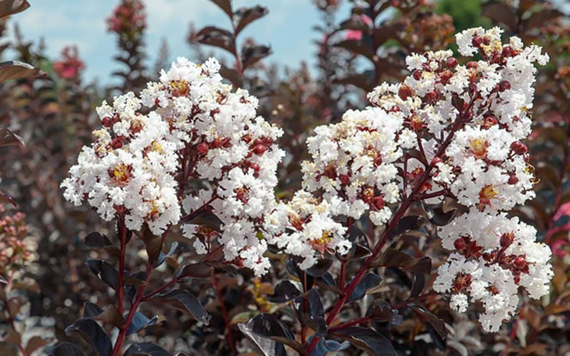  Black Diamond Pure White Crape Myrtle - 3 Gallon Pot