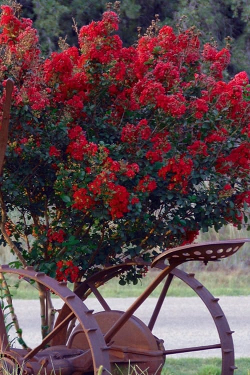  Black Diamond Red Hot Crape Myrtle - 2 Gallon Pot 