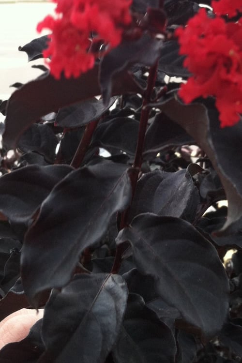  Black Diamond Red Hot Crape Myrtle - 2 Gallon Pot 