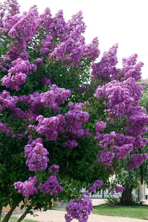  Catawba Purple Crape Myrtle - 3 Gallon Pot