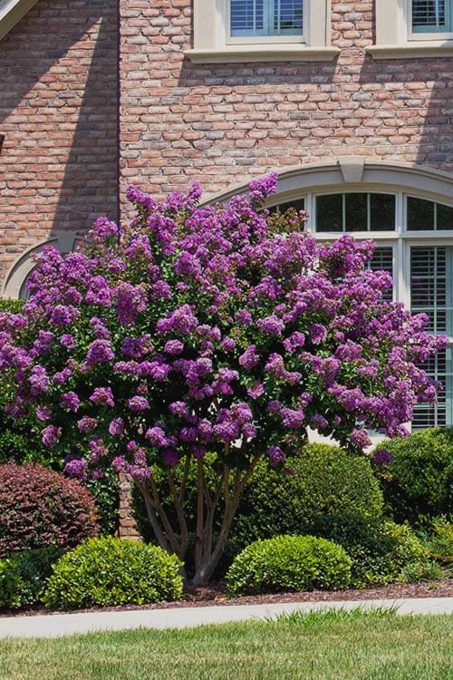  Catawba Purple Crape Myrtle - 6 Pack Of 1 Gallon Pots