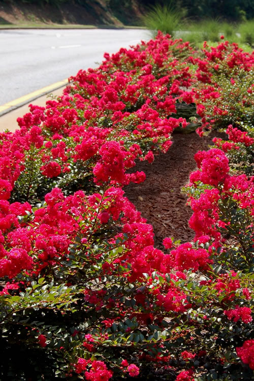  Cherry Dazzle Dwarf Crape Myrtle - 1 Gallon Pot