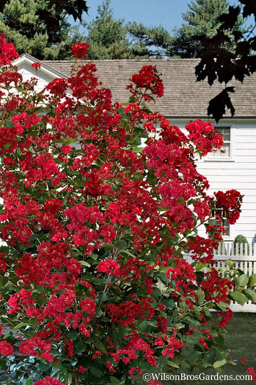  Colorama Scarlet Red Crape Myrtle - 5 Gallon Pot