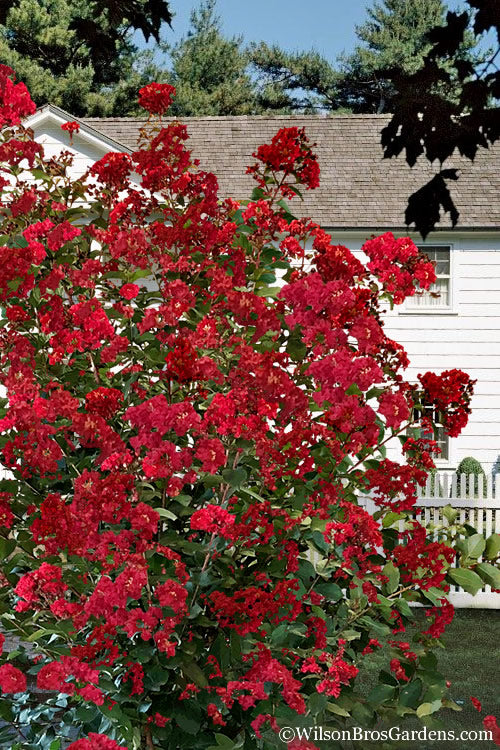  Colorama Scarlet Red Crape Myrtle - 1 Gallon Pot