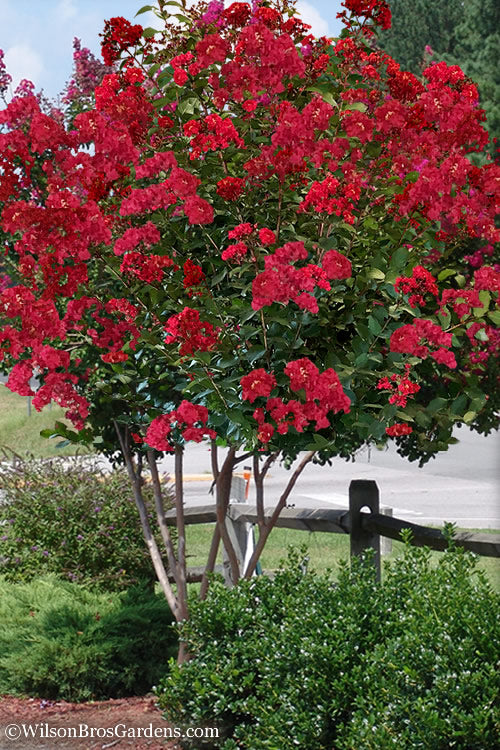  Colorama Scarlet Red Crape Myrtle - 6 Pack Of 1 Gallon Pots