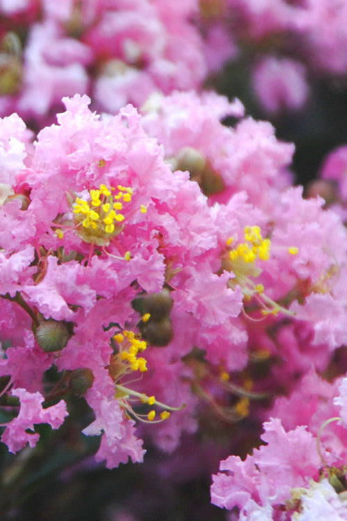  Dazzle Me Pink Dwarf Crape Myrtle - 2 Gallon Pot