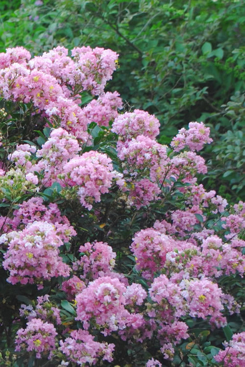  Dazzle Me Pink Dwarf Crape Myrtle - 3 Gallon Pot