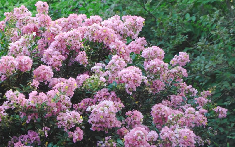  Dazzle Me Pink Dwarf Crape Myrtle - 3 Gallon Pot