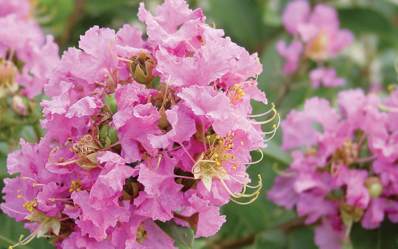  Dazzle Me Pink Dwarf Crape Myrtle - 2 Gallon Pot