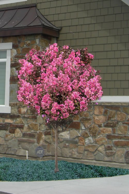  Delta Jazz Crape Myrtle - Single Trunk Topiary Tree - 5 Gallon Pot