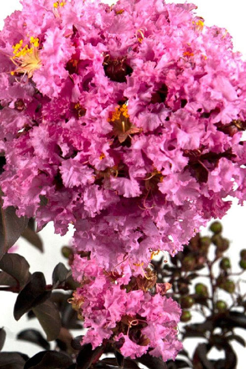  Delta Eclipse Crape Myrtle - 2 Gallon Pot