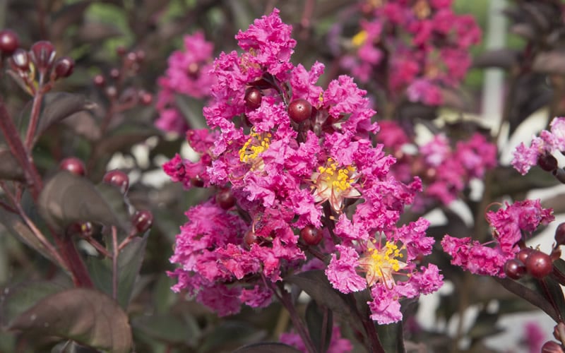  Delta Fusion Crape Myrtle - 2 Gallon Pot