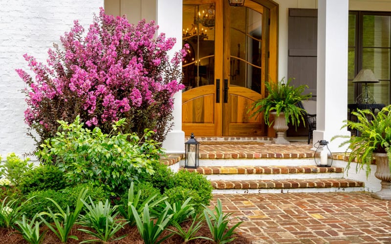  Delta Fusion Crape Myrtle - 2 Gallon Pot