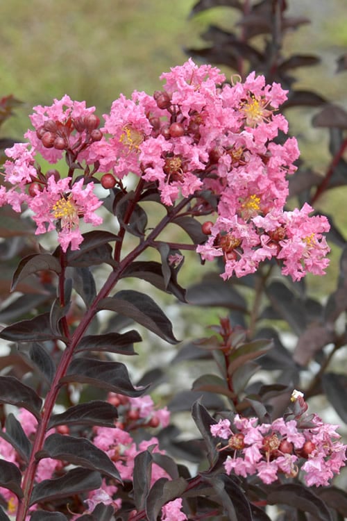  Delta Jazz Crape Myrtle - Single Trunk Topiary Tree - 5 Gallon Pot