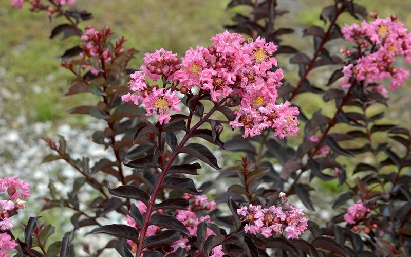  Delta Jazz Crape Myrtle - Single Trunk Topiary Tree - 5 Gallon Pot