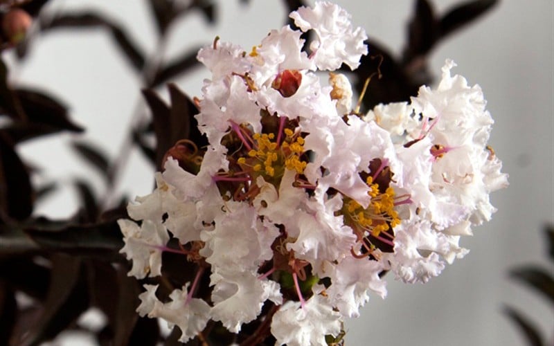  Delta Moonlight Crape Myrtle - 2 Gallon Pot