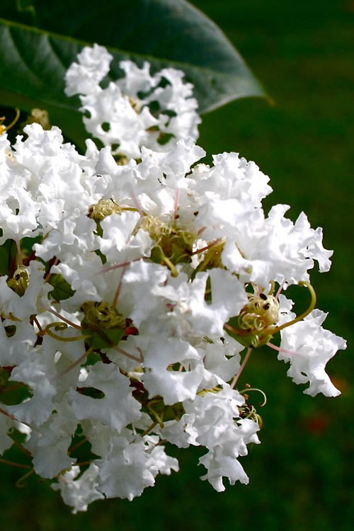  Diamond Dazzle Dwarf Crape Myrtle - 1 Gallon Pot